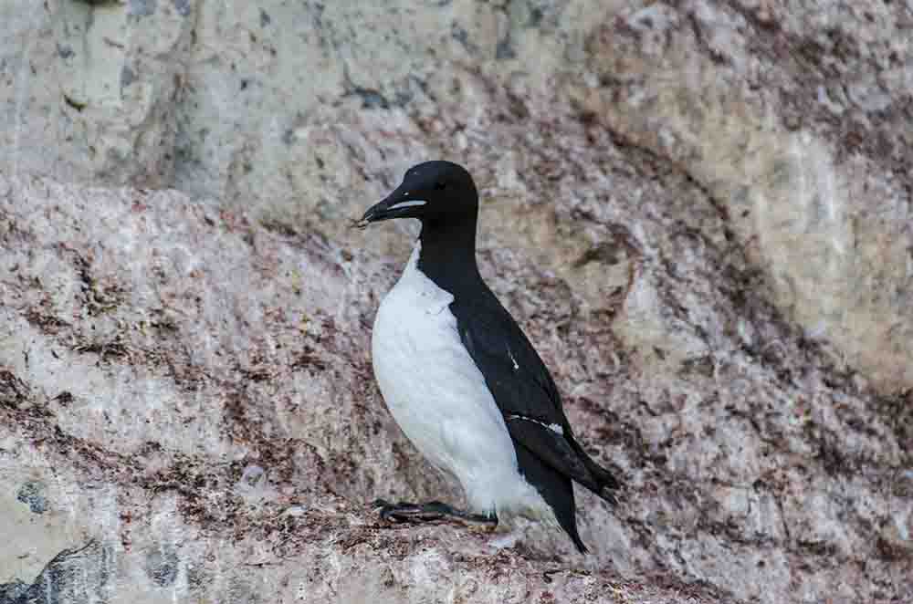 Thick-billed Murre o Arao de Pico Ancho - islas Svalbard - Noruega 3.jpg